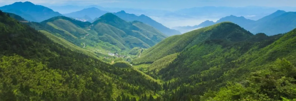 智慧護林有妙招，看太子山如何用科技守護森林